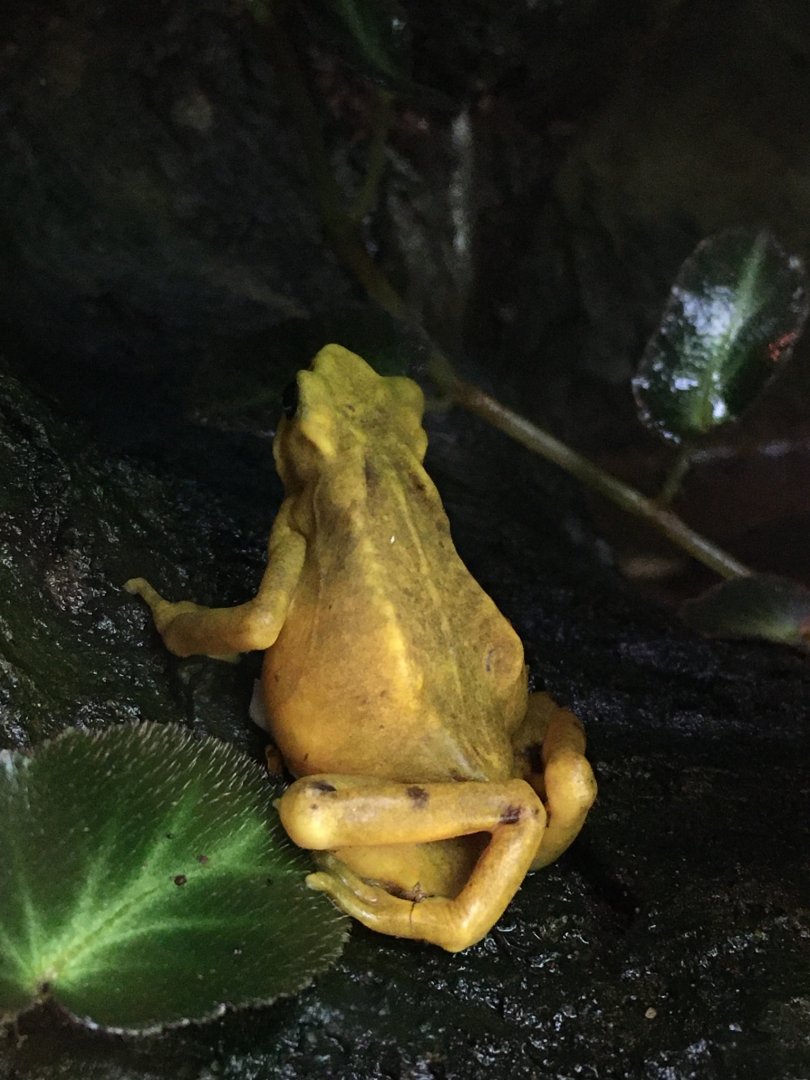 Panamanian Golden Frog