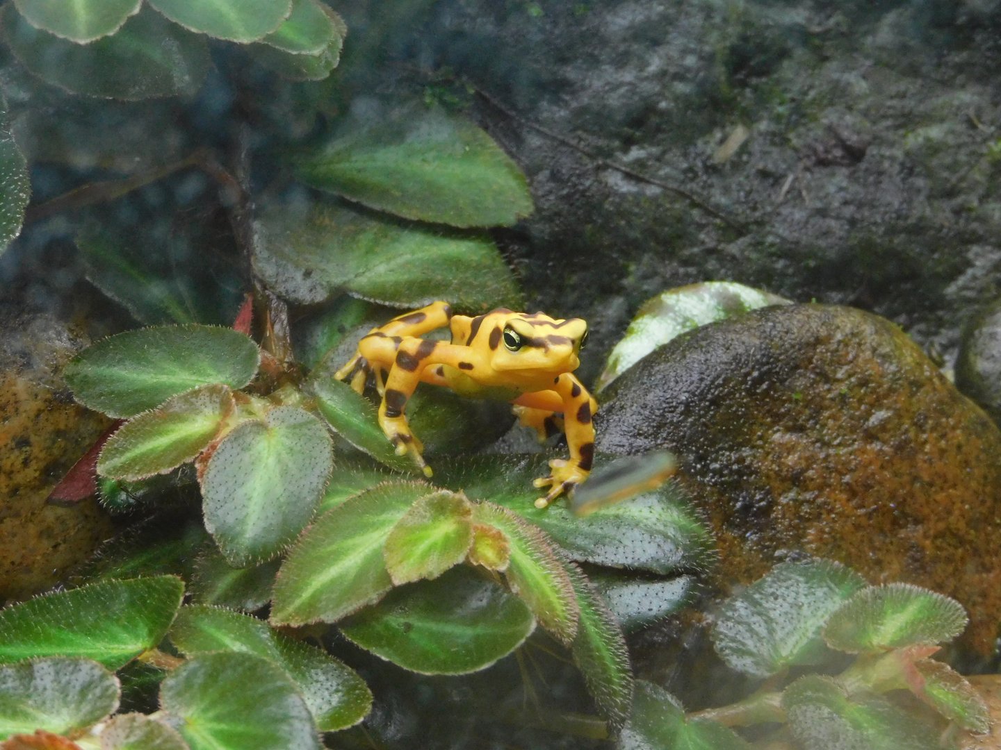 panamanian golden frog