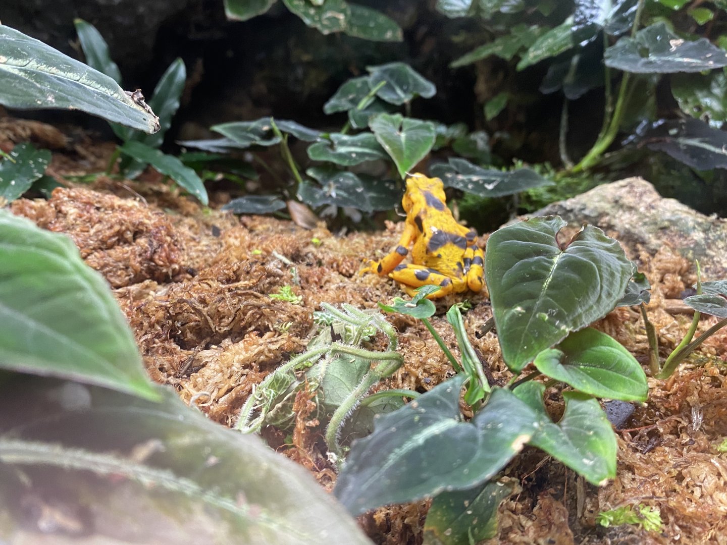 Panamanian Golden Frog