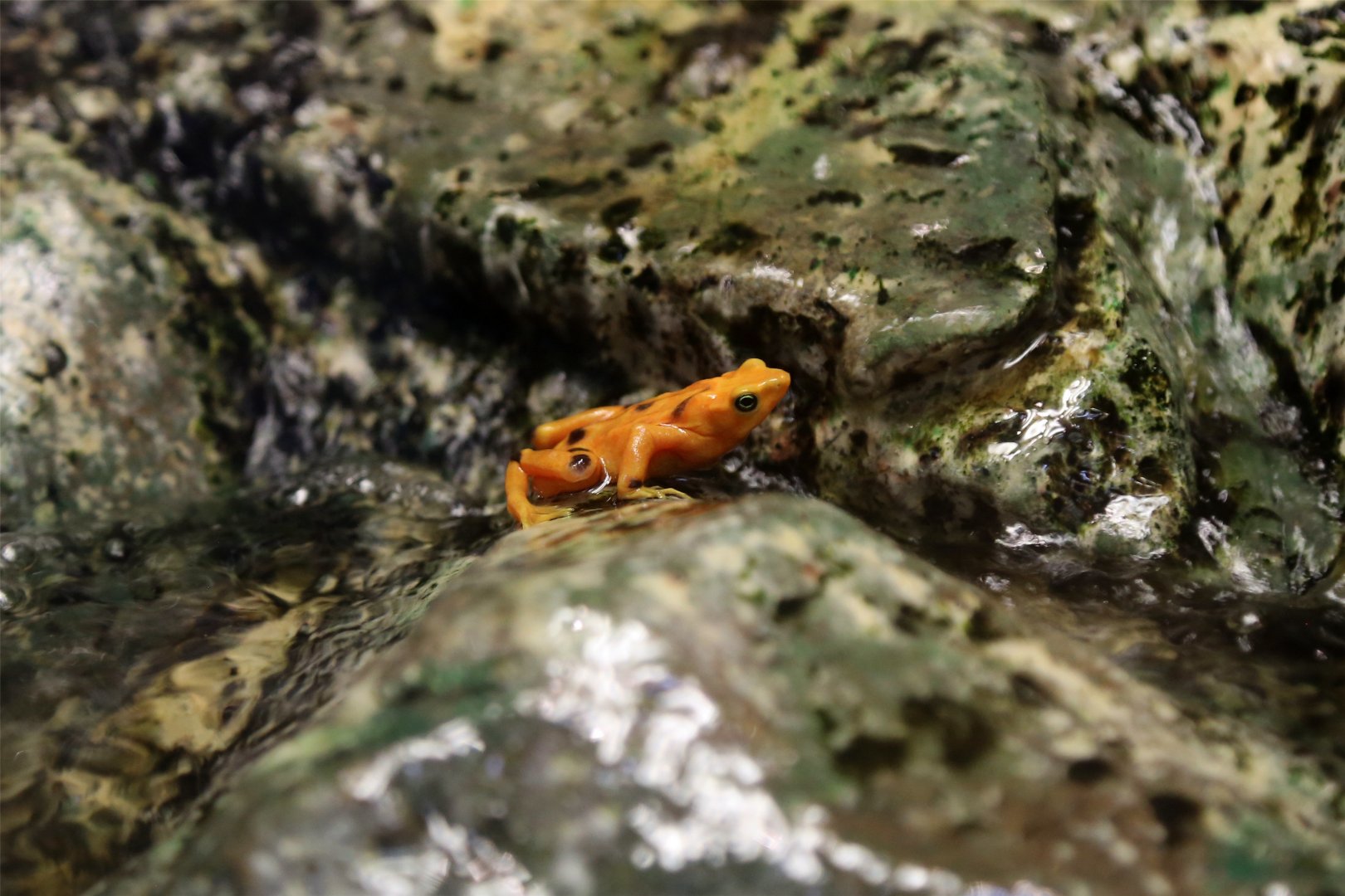Panamanian Golden Frog