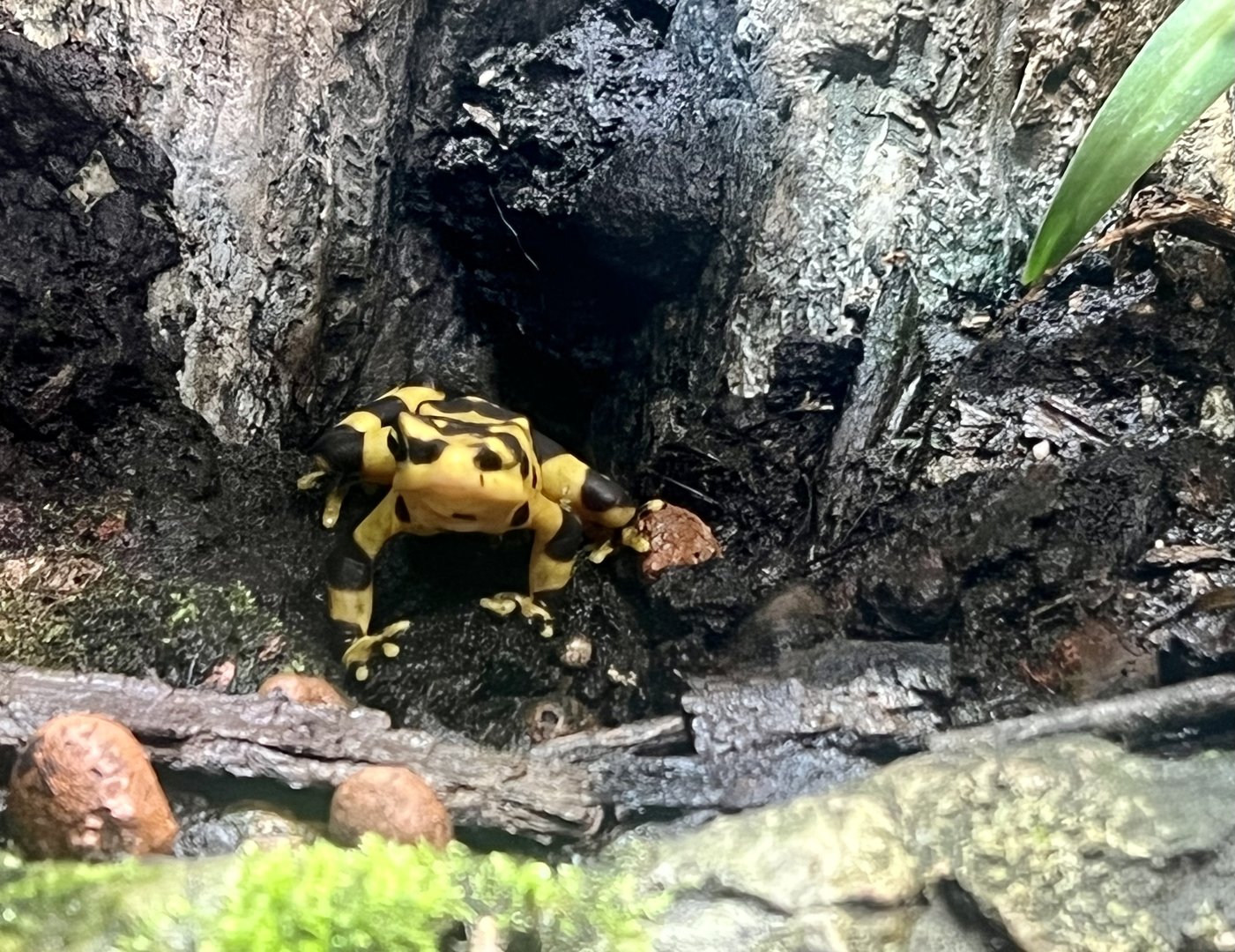 Panamanian Golden Frog