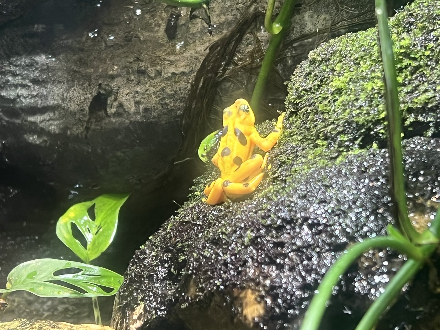 Panamanian Golden Frog