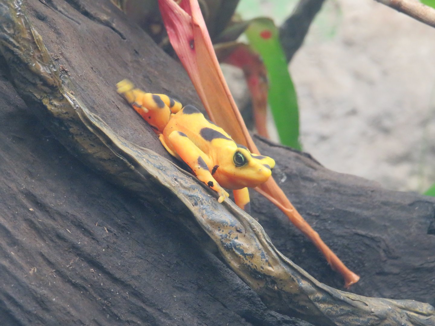 Panamanian golden frog
