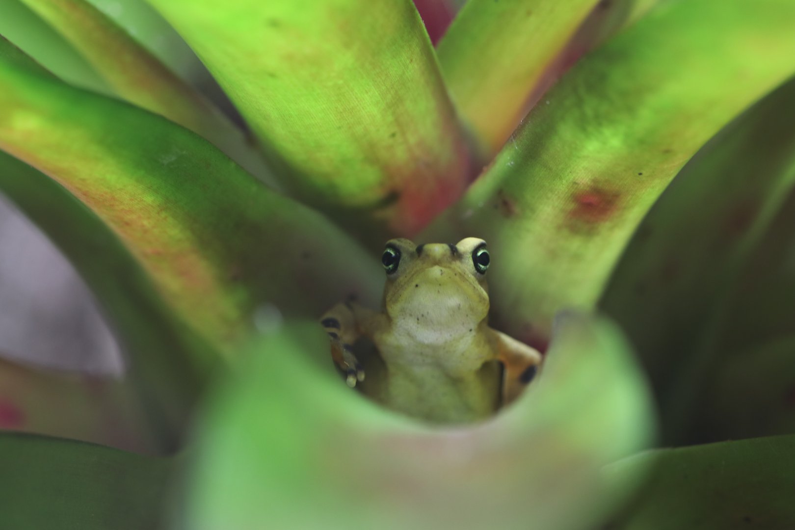 Panamanian golden frog