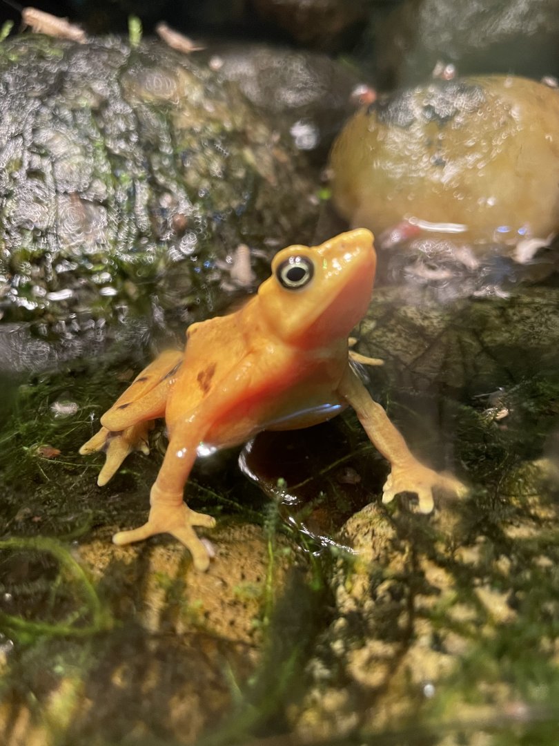 Panamanian Golden Frog