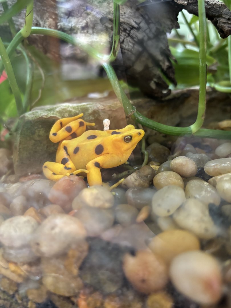 Panamanian Golden Frog