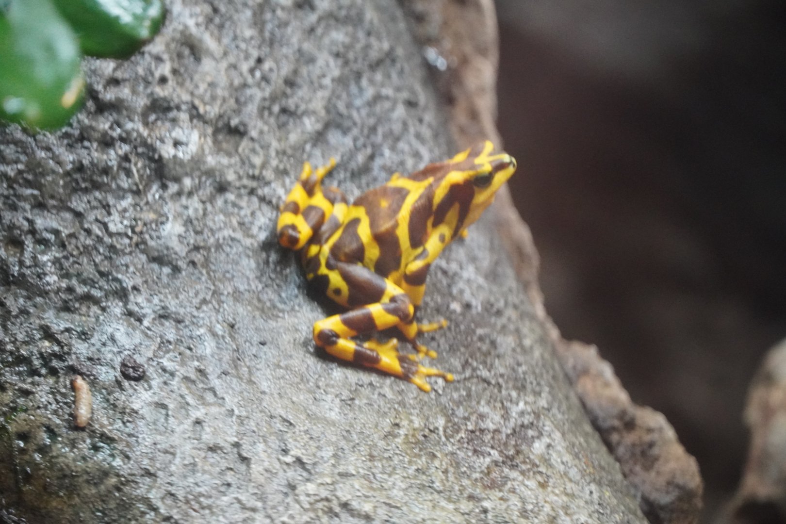 Panamanian Golden frog