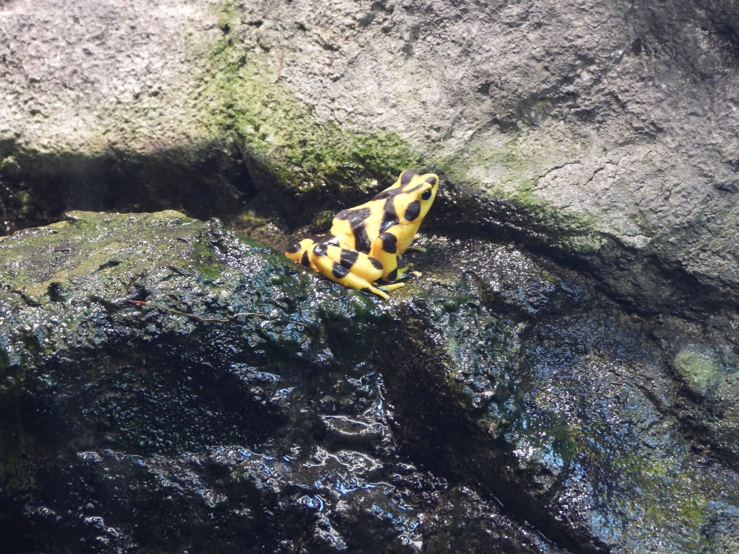 Panamanian golden frog