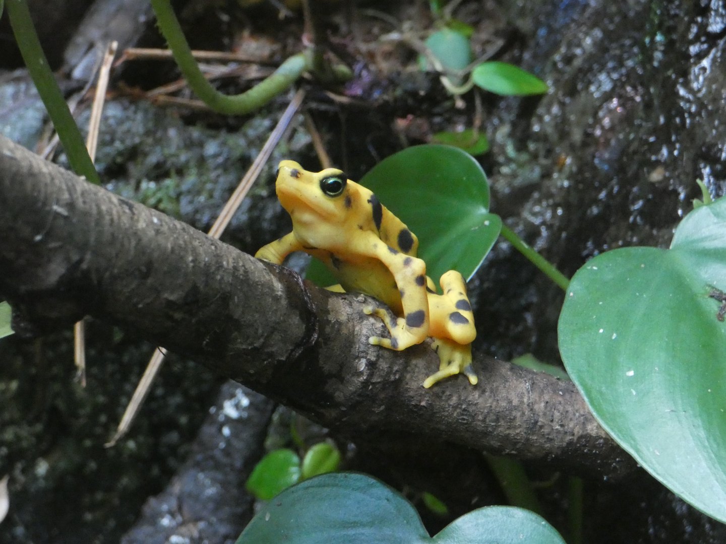 Panamanian golden frog