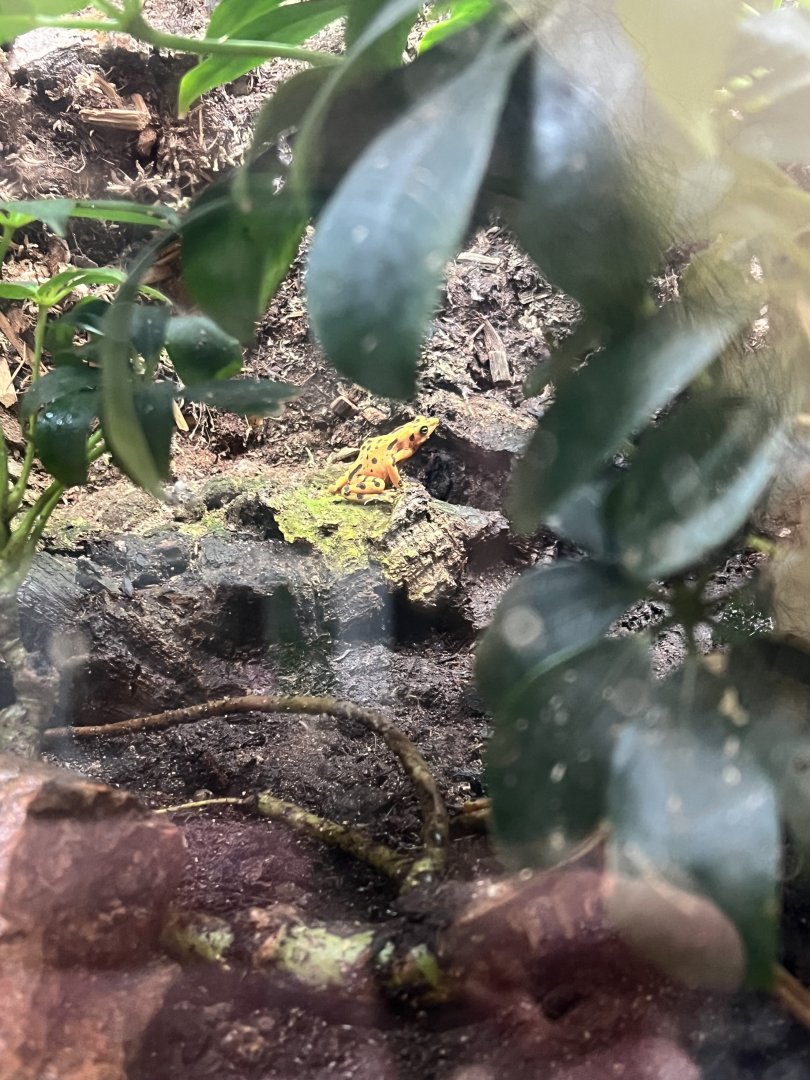 Panamanian Golden Frog