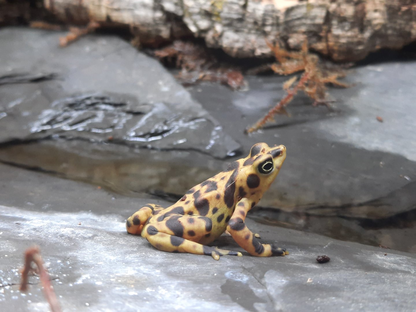 Panamanian Golden Frog