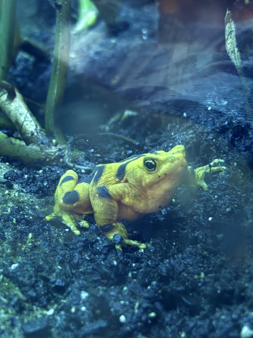 Panamanian Golden Frog