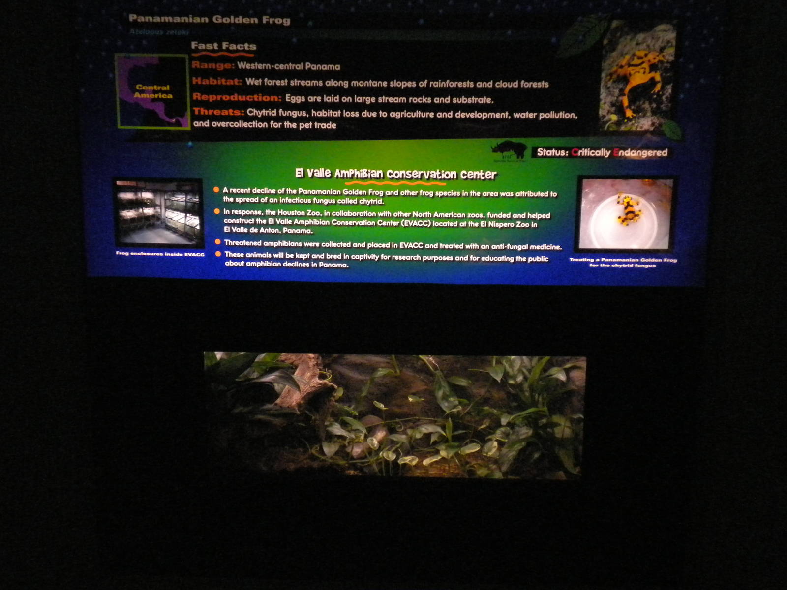 Panamanian Golden Frog