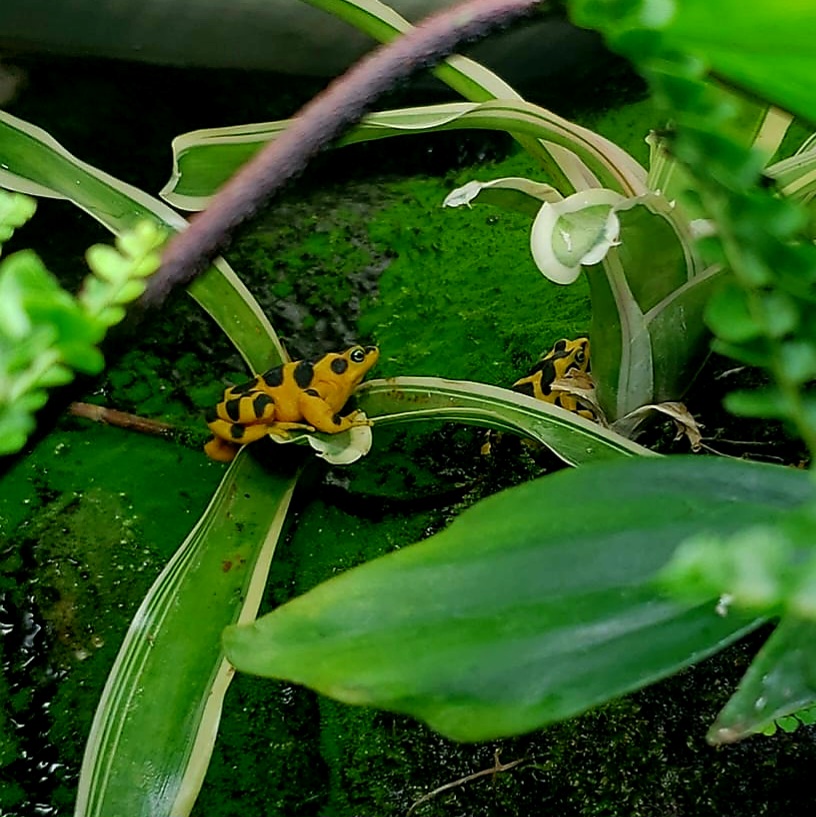Panamanian Golden Frogs (Atelopus zeteki)