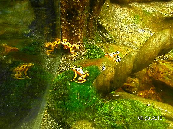 Panamanian Golden Frogs