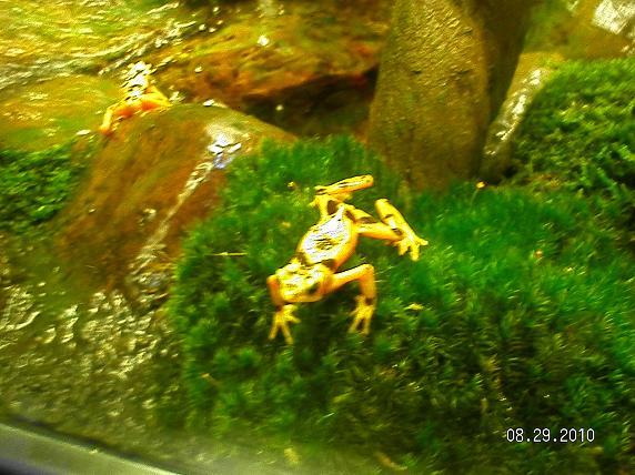 Panamanian Golden Frogs