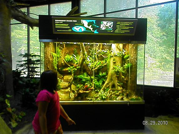 Panamanian Golden Frogs