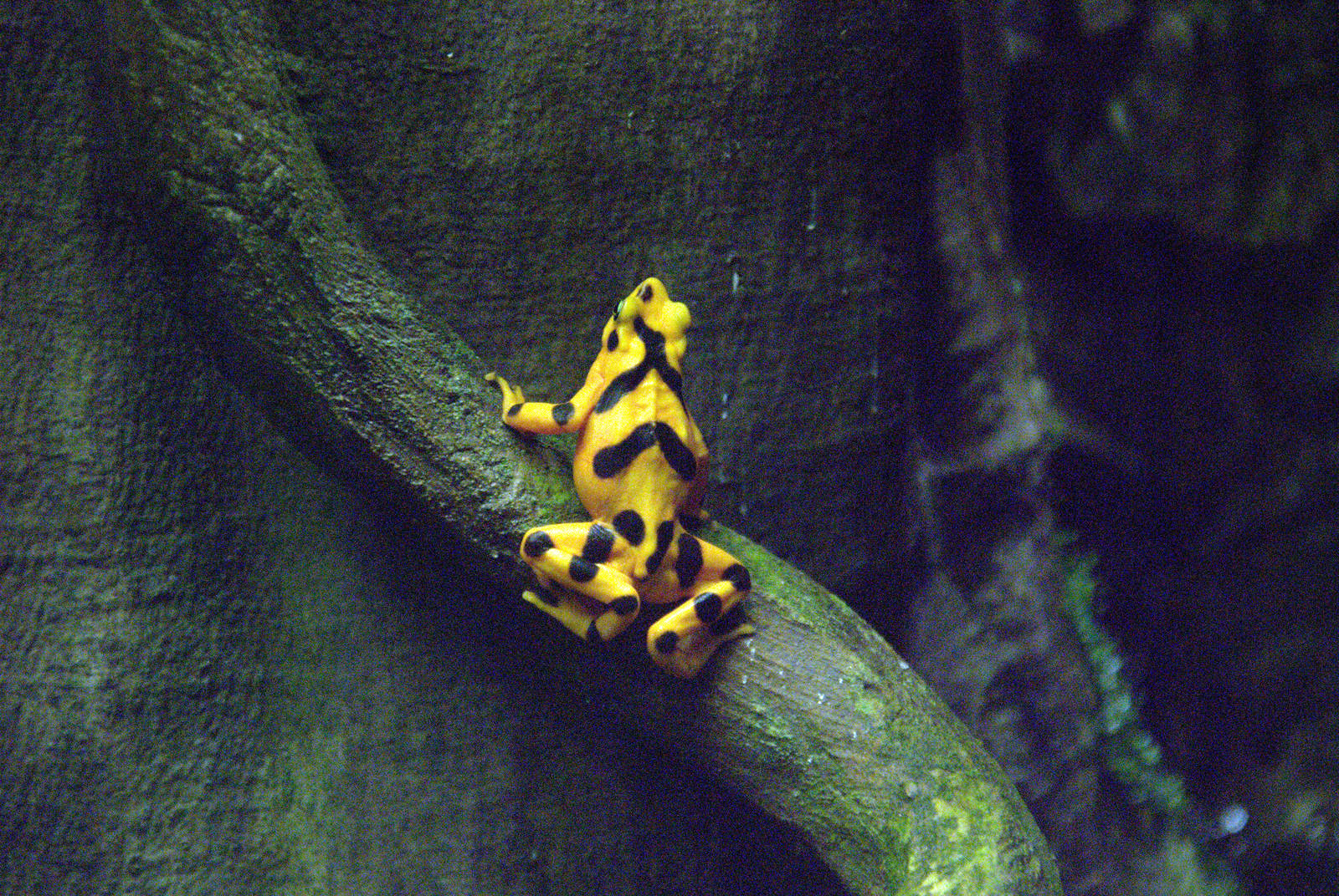 Panamanian golden frogs