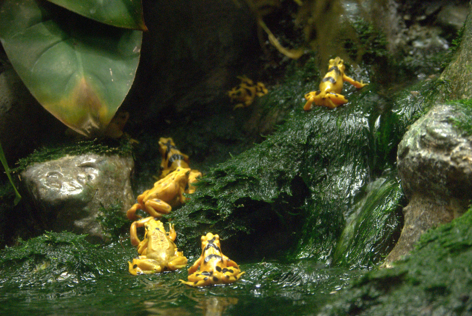Panamanian golden frogs