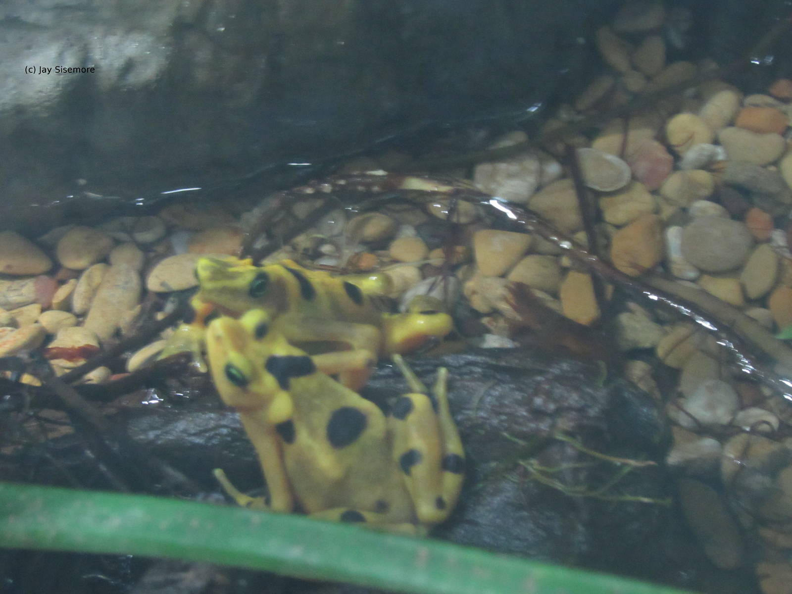 Panamanian Golden Frogs