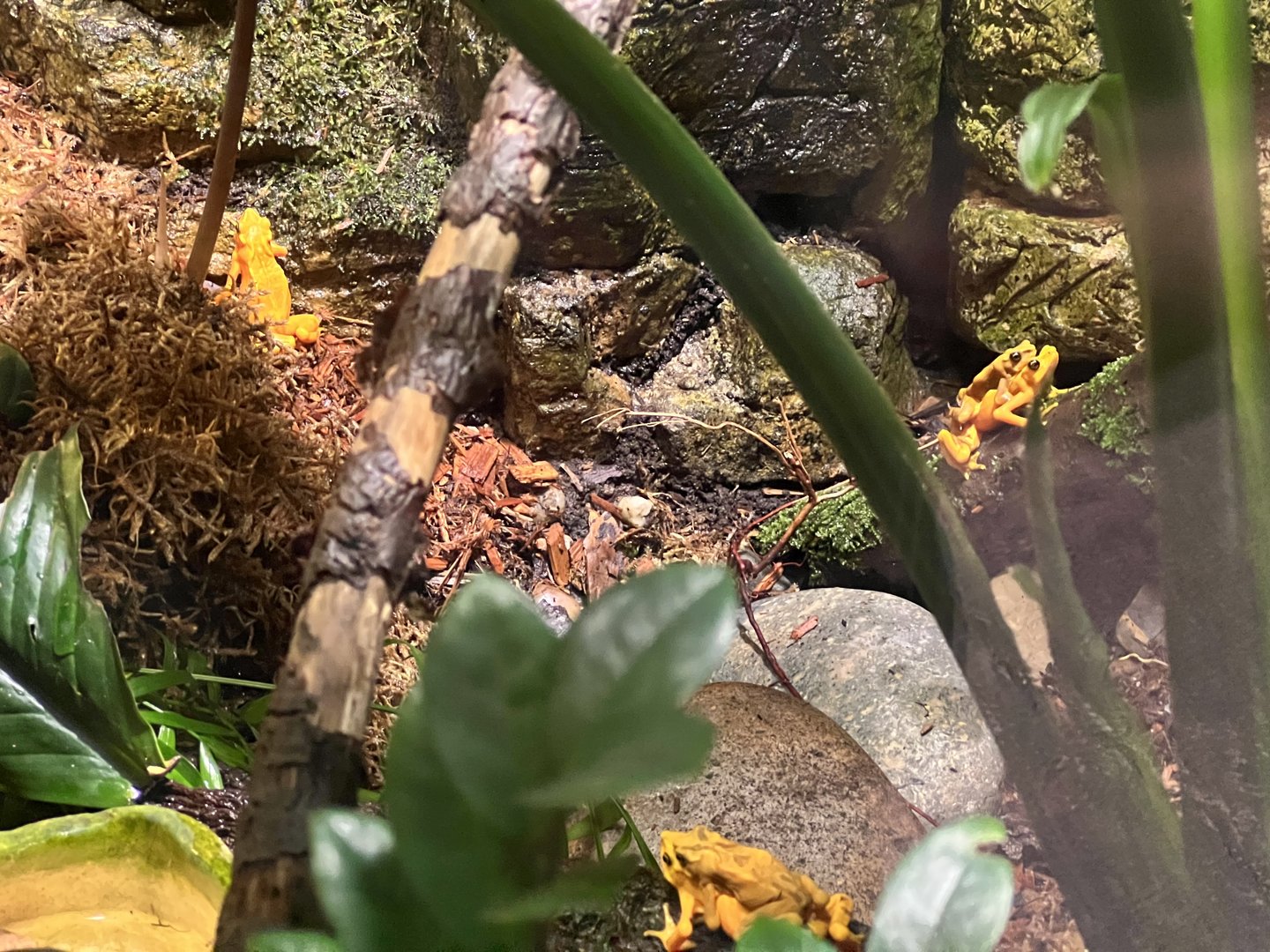 Panamanian Golden Frogs
