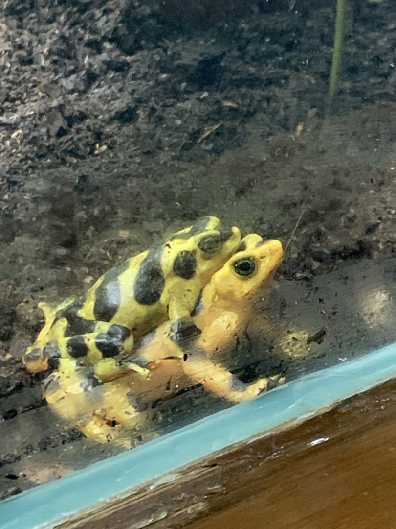 Panamanian Golden Frogs