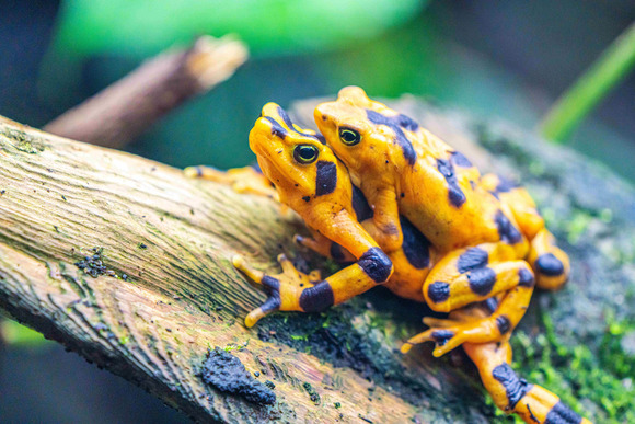 Panamanian Golden Frogs