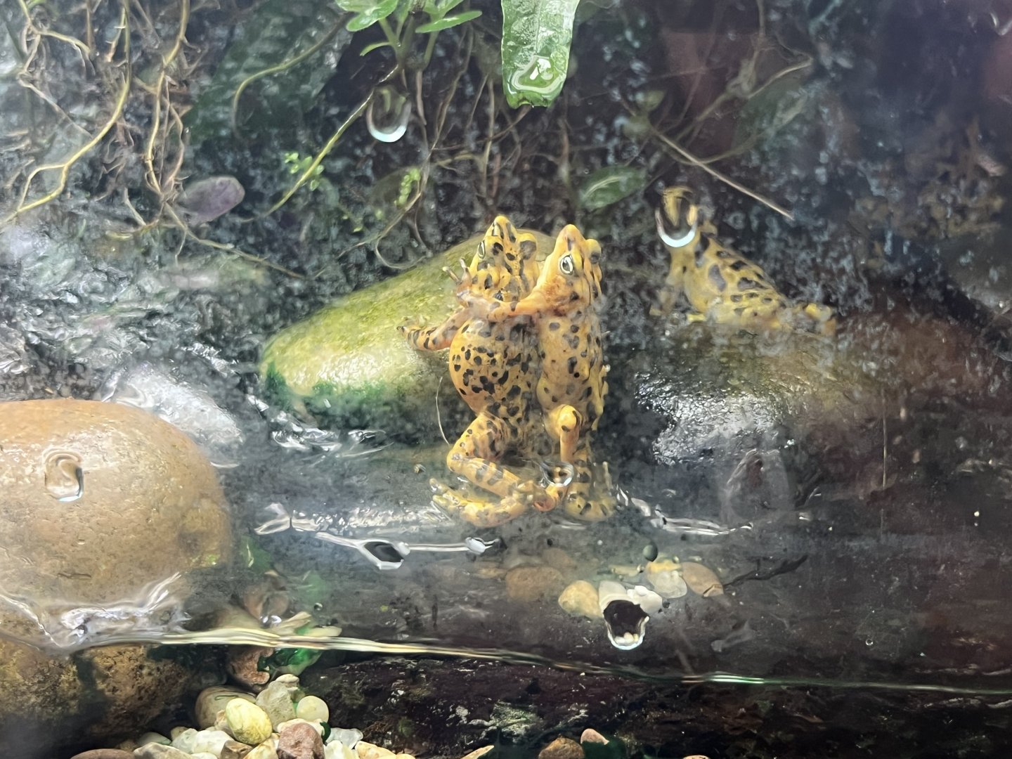Panamanian Golden Frogs