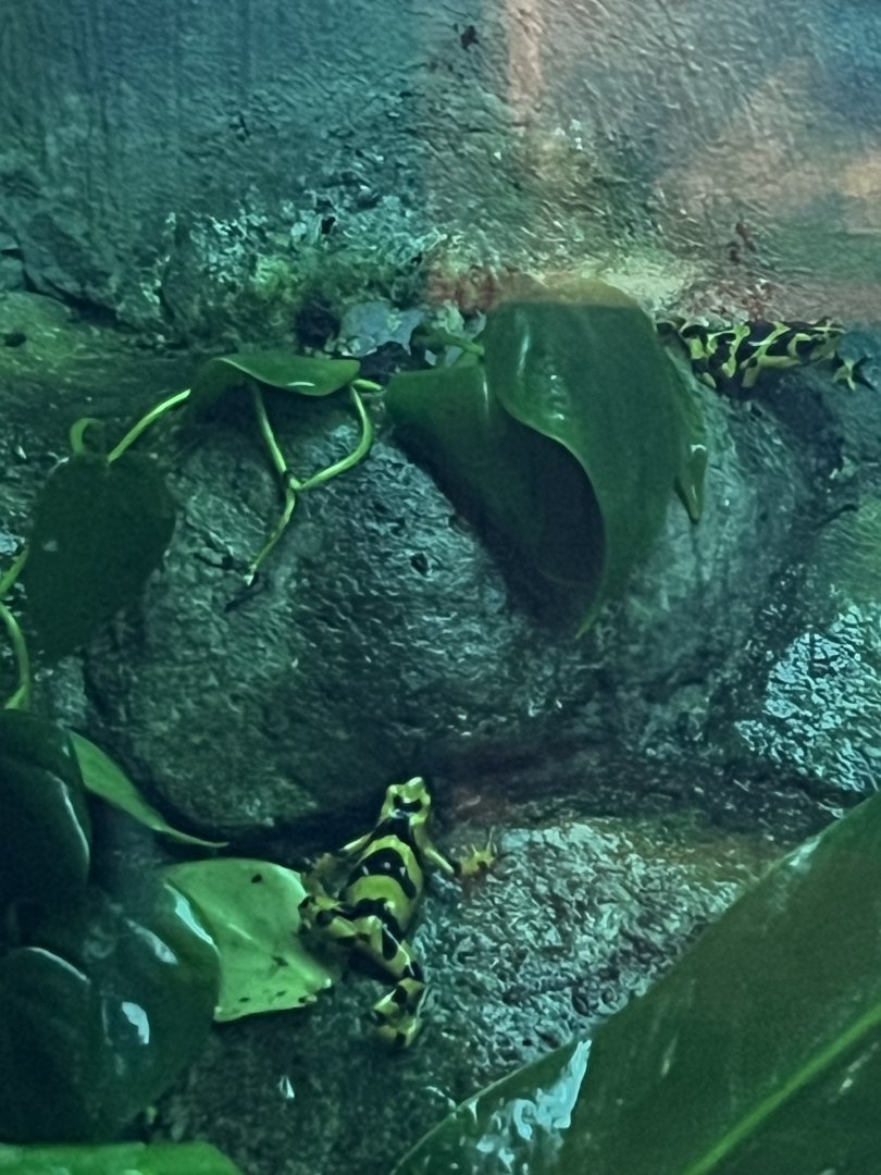 Panamanian Golden Frogs