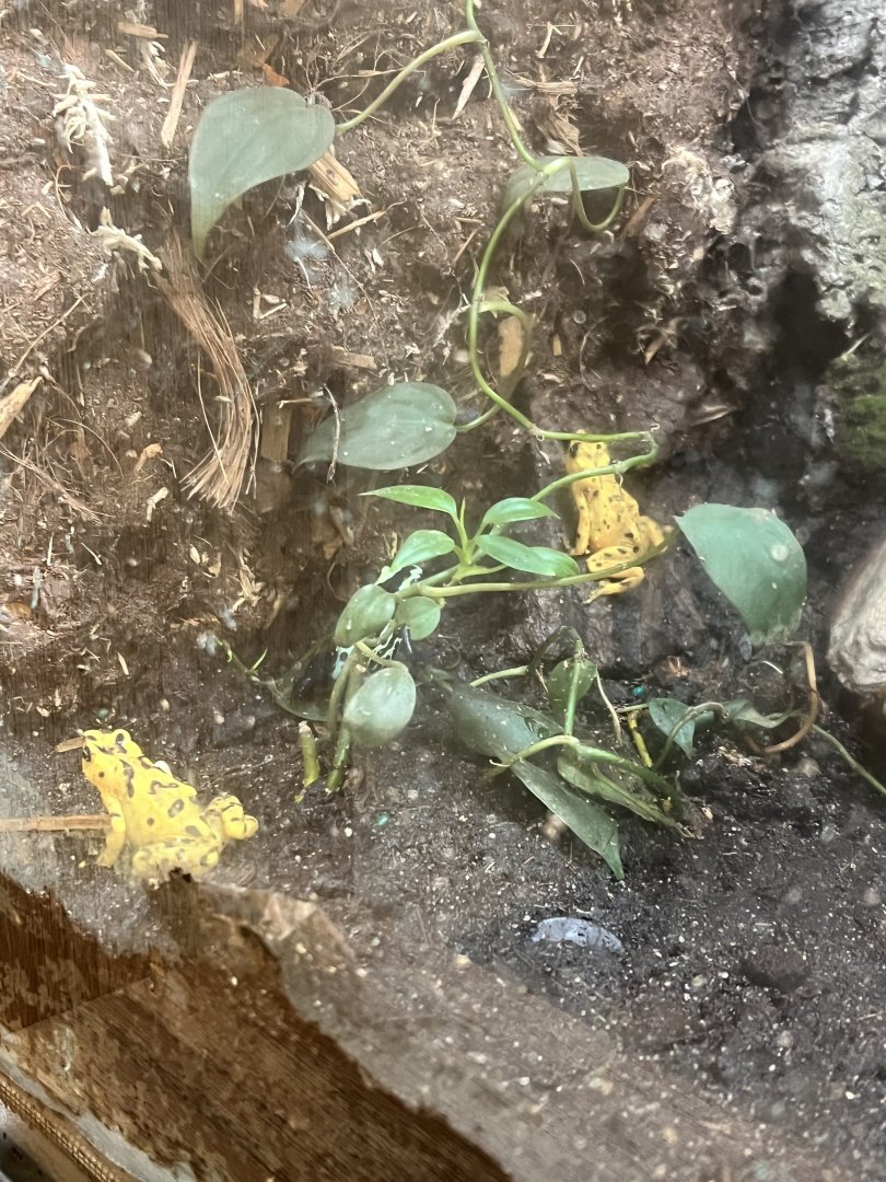 Panamanian Golden Frogs