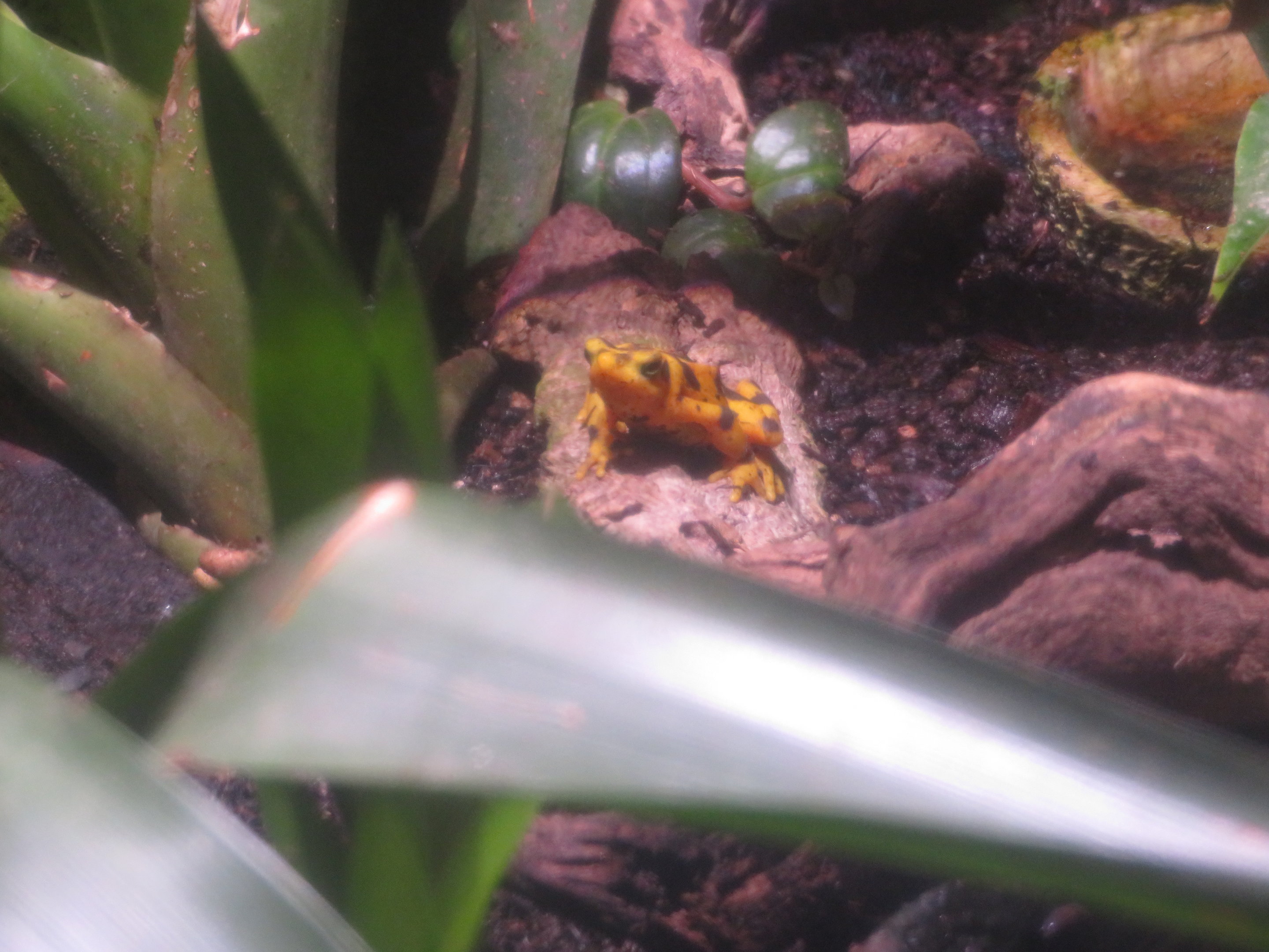 Panamanian Golden Toad