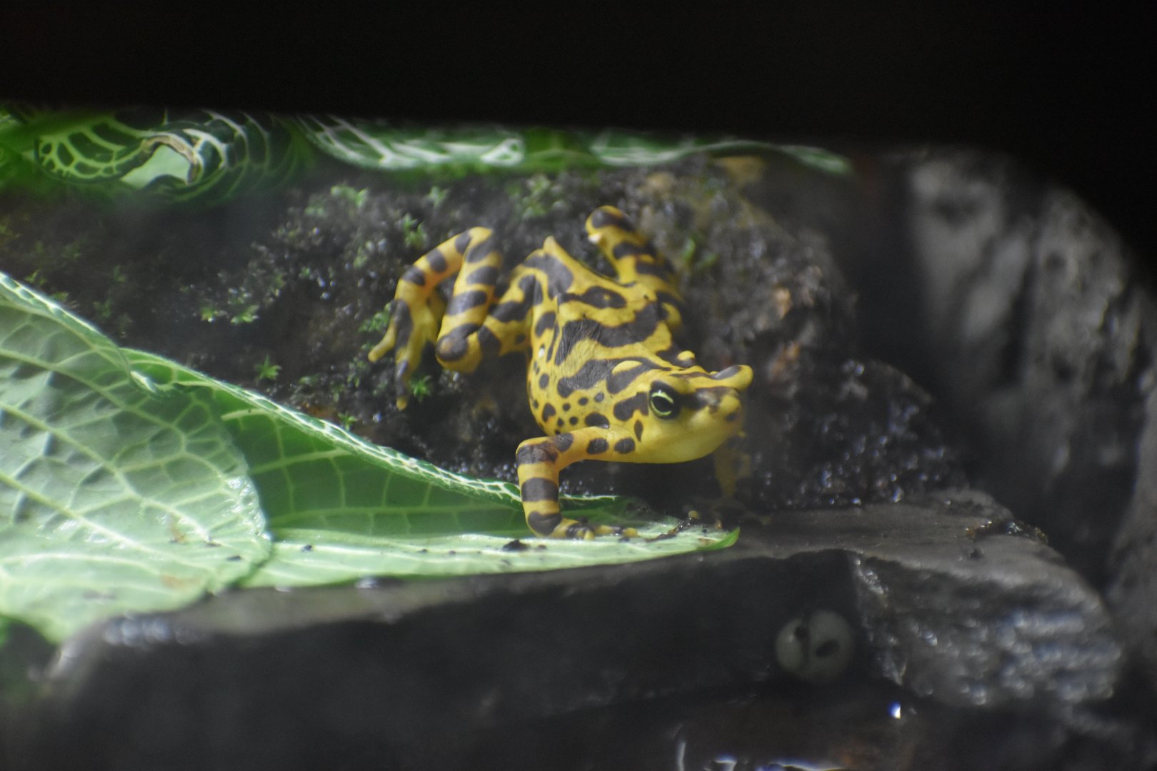 Panamanian Golden Toad