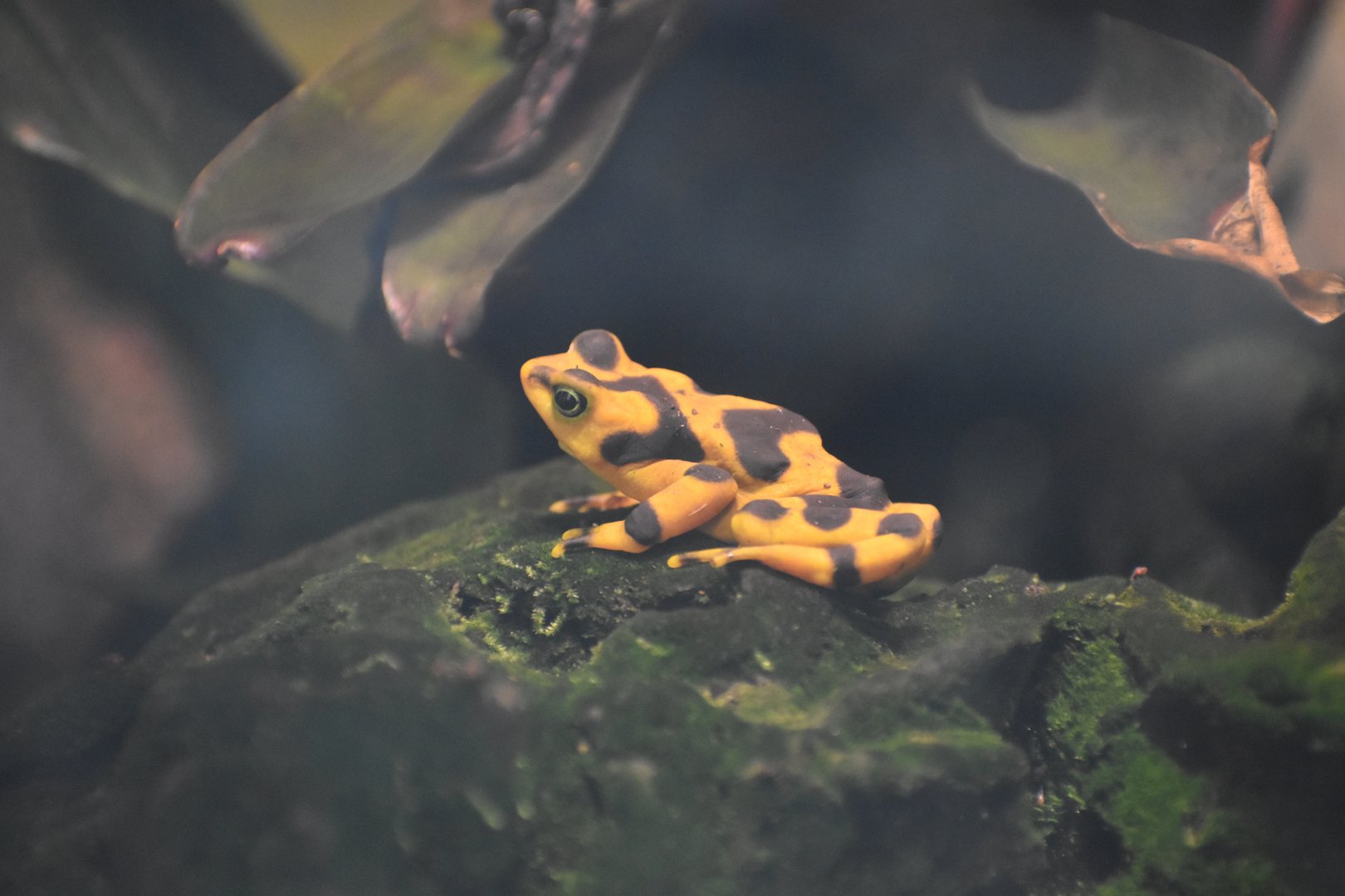 Panamanian Golden Toad