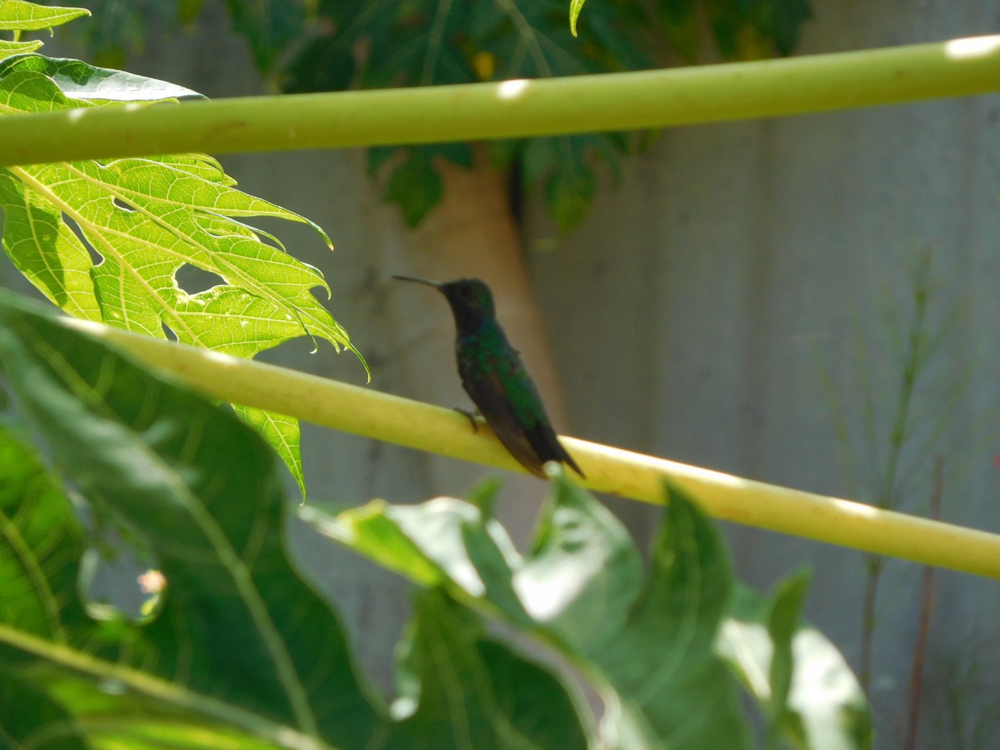 Panamanian hummingbird