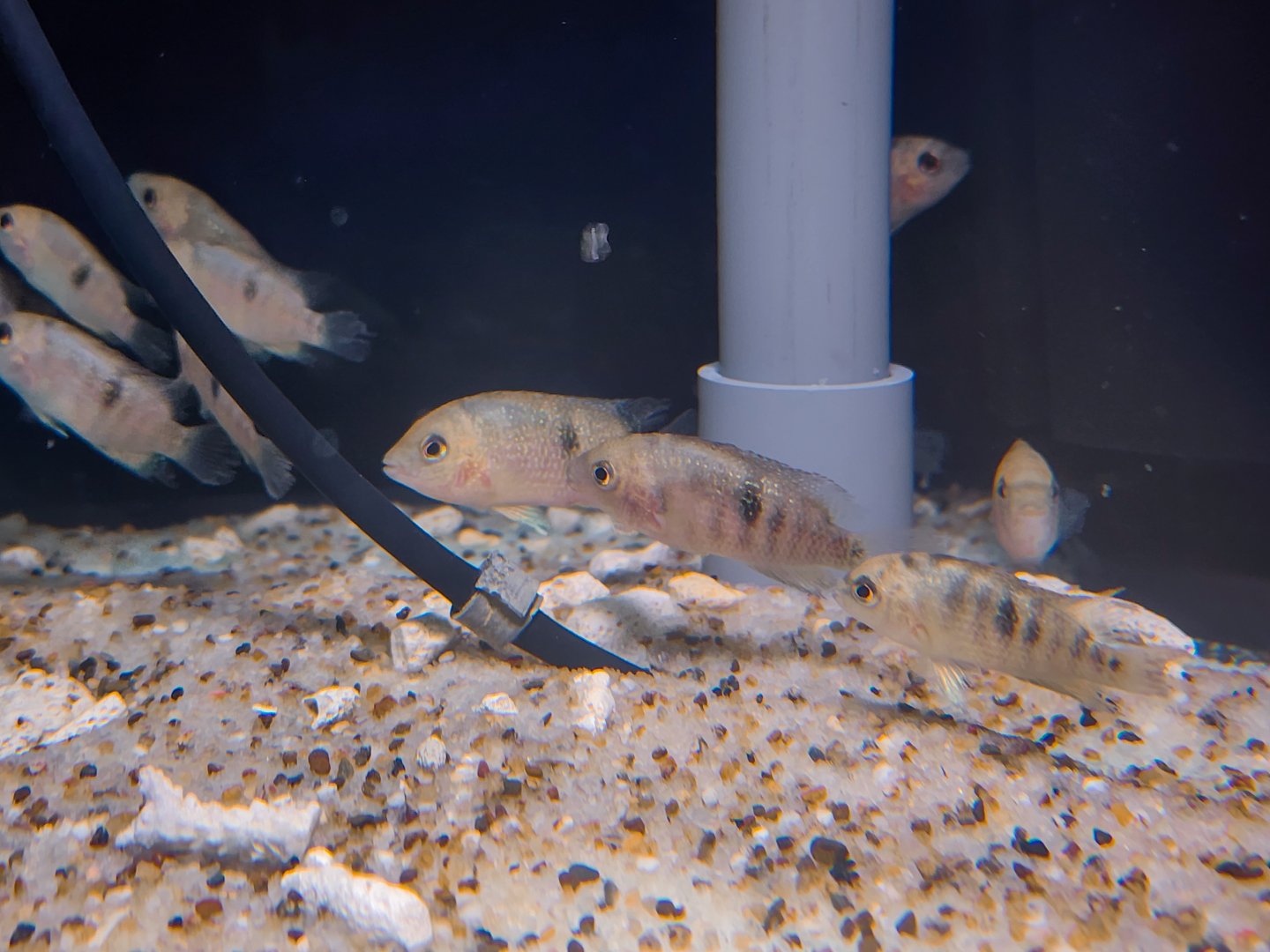 Panamanian "Neet" (Panamius panamensis var. Red)