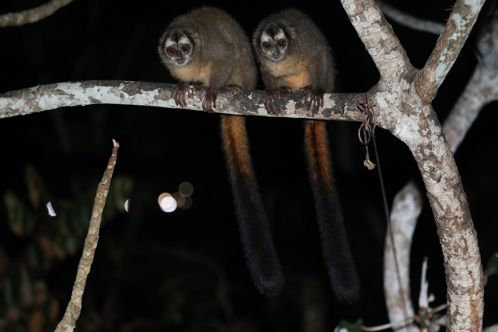 Panamanian night monkey (Aotus zonalis)