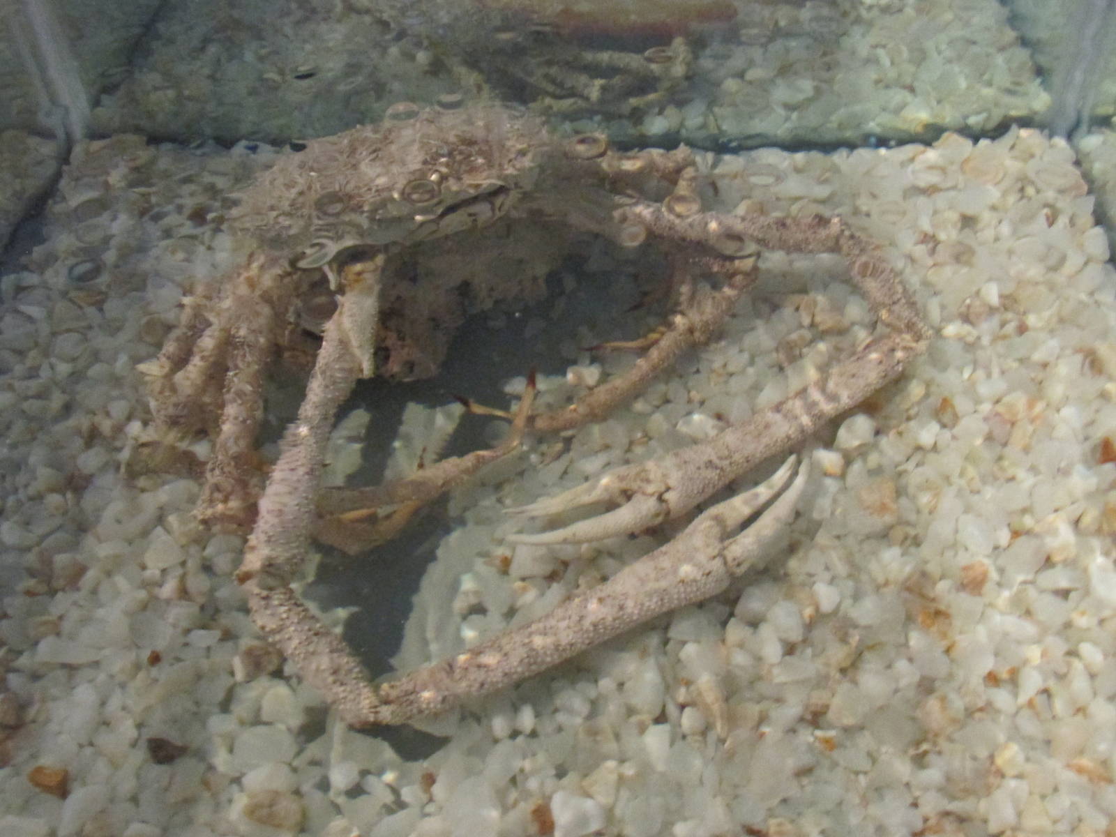 panamanian spider crab museo de historia natural