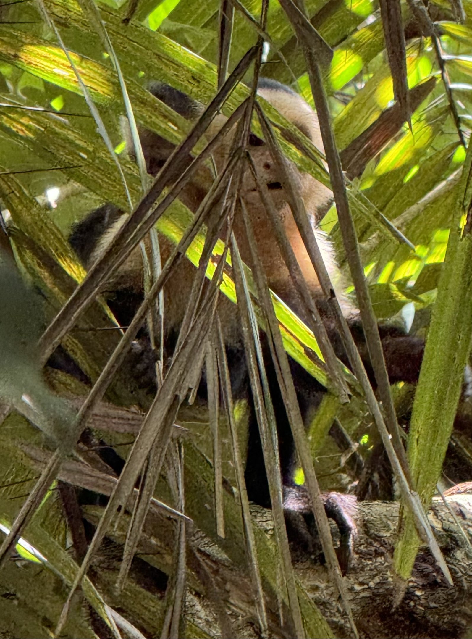 Panamanian white-faced capuchin