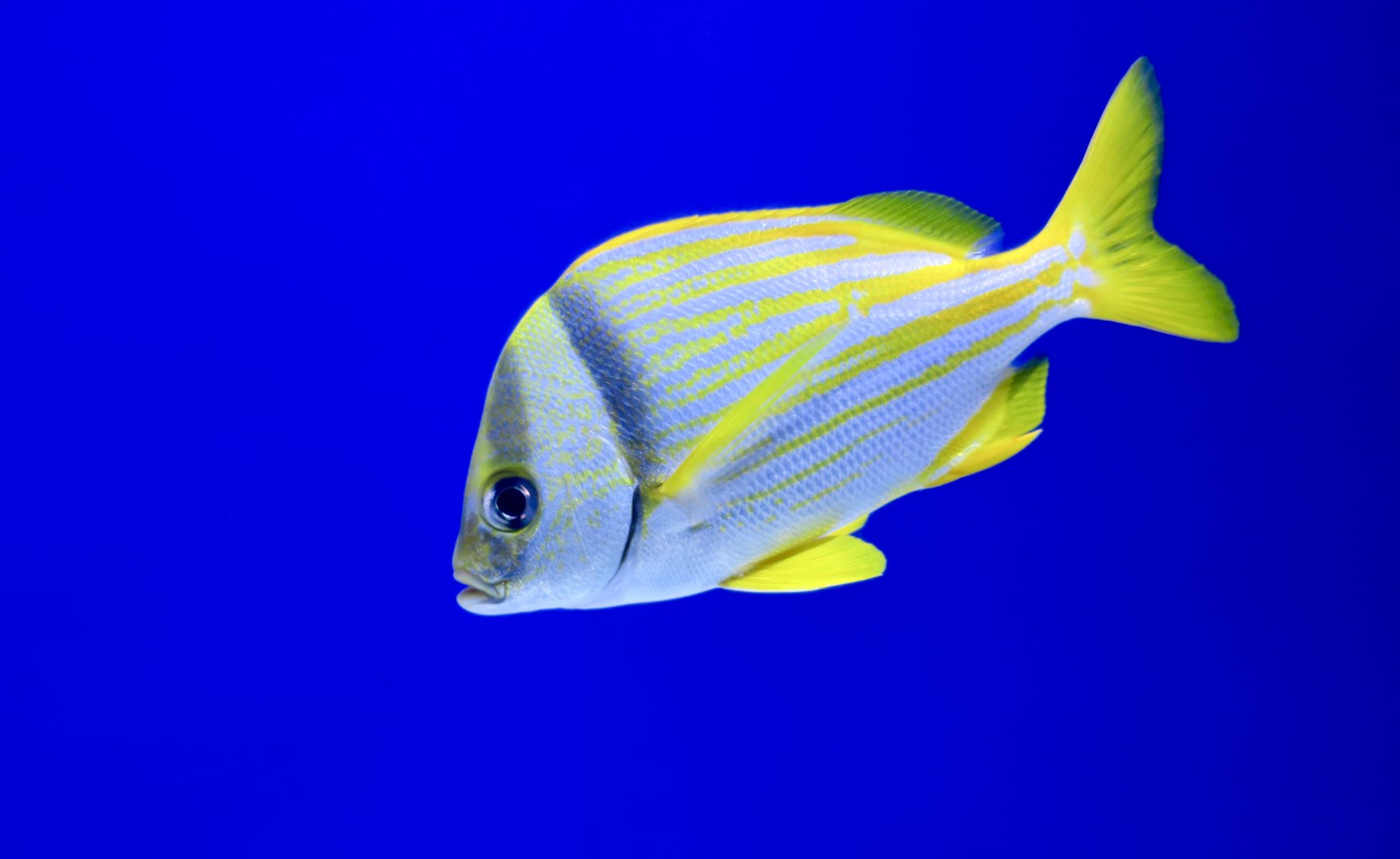 Panamic Porkfish (Anisotremus taeniatus)