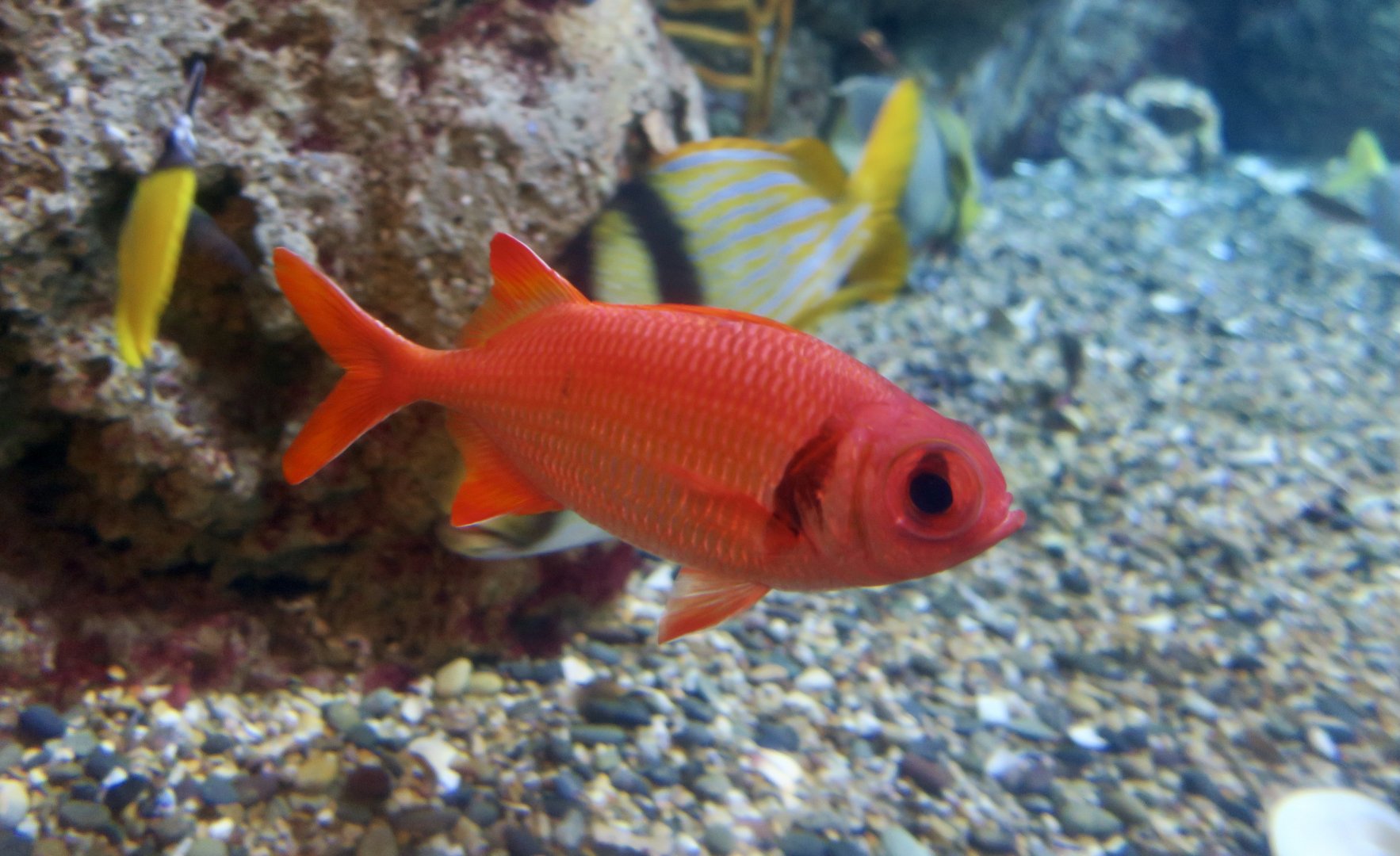 Panamic Soldierfish (Myripristis leiognathus)