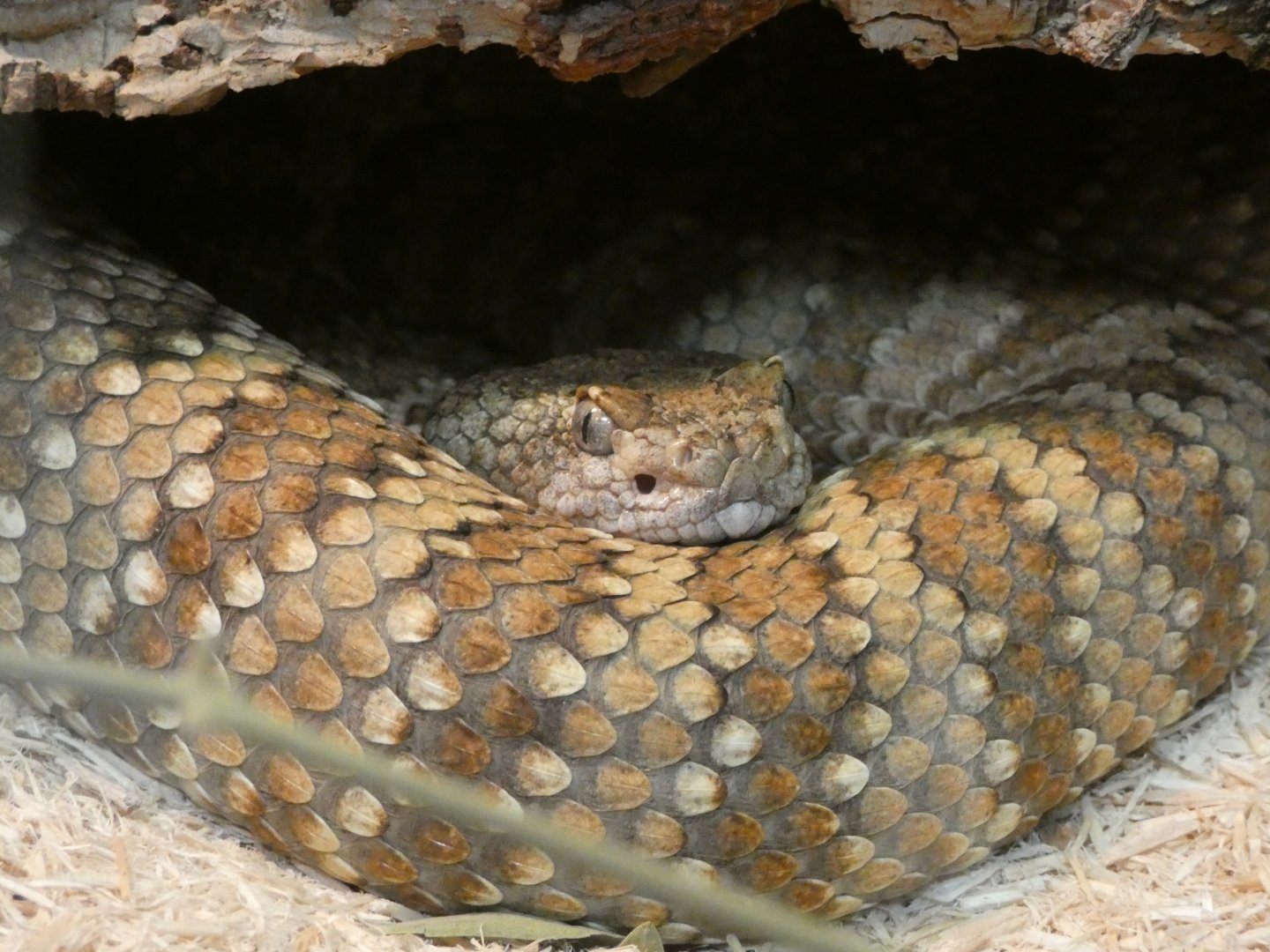 Panamint rattlesnake (Crotalus stephensi)