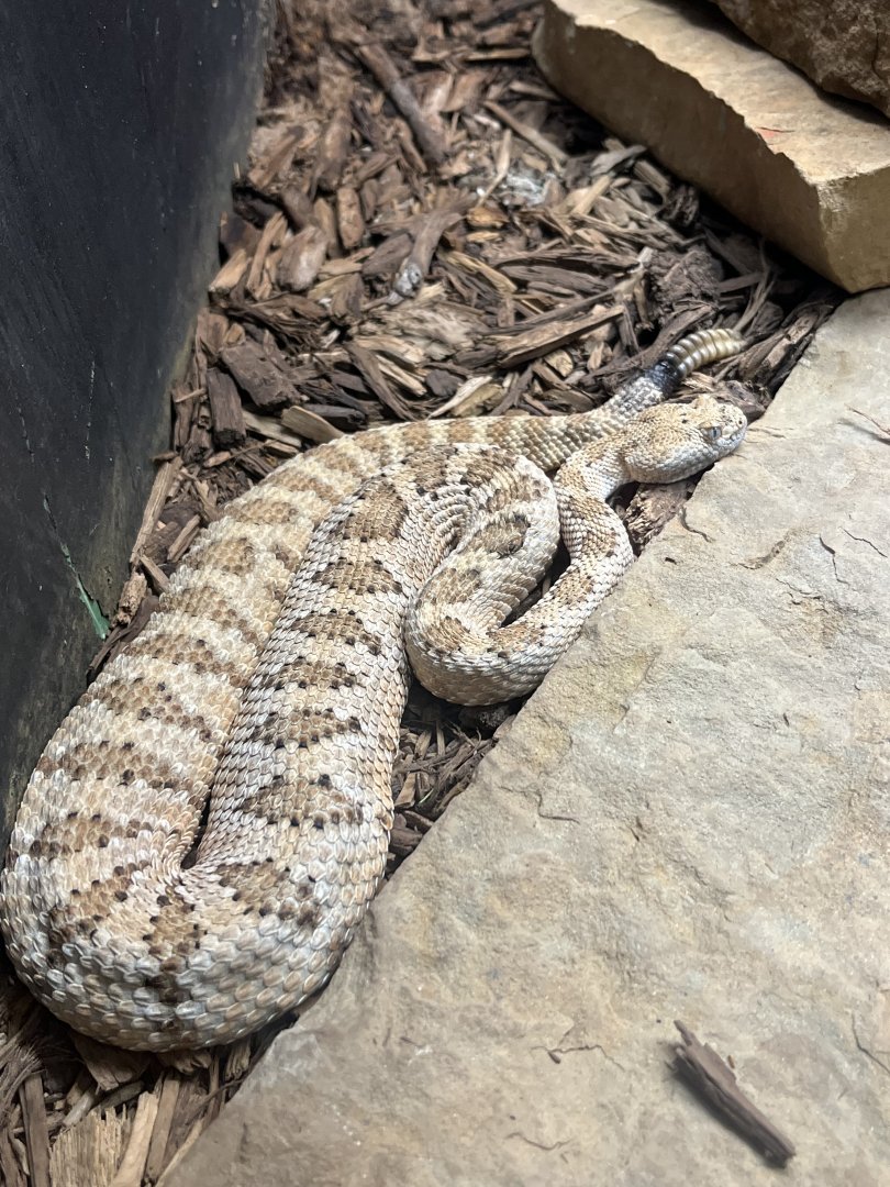 Panamint Rattlesnake (Crotalus stephensi)