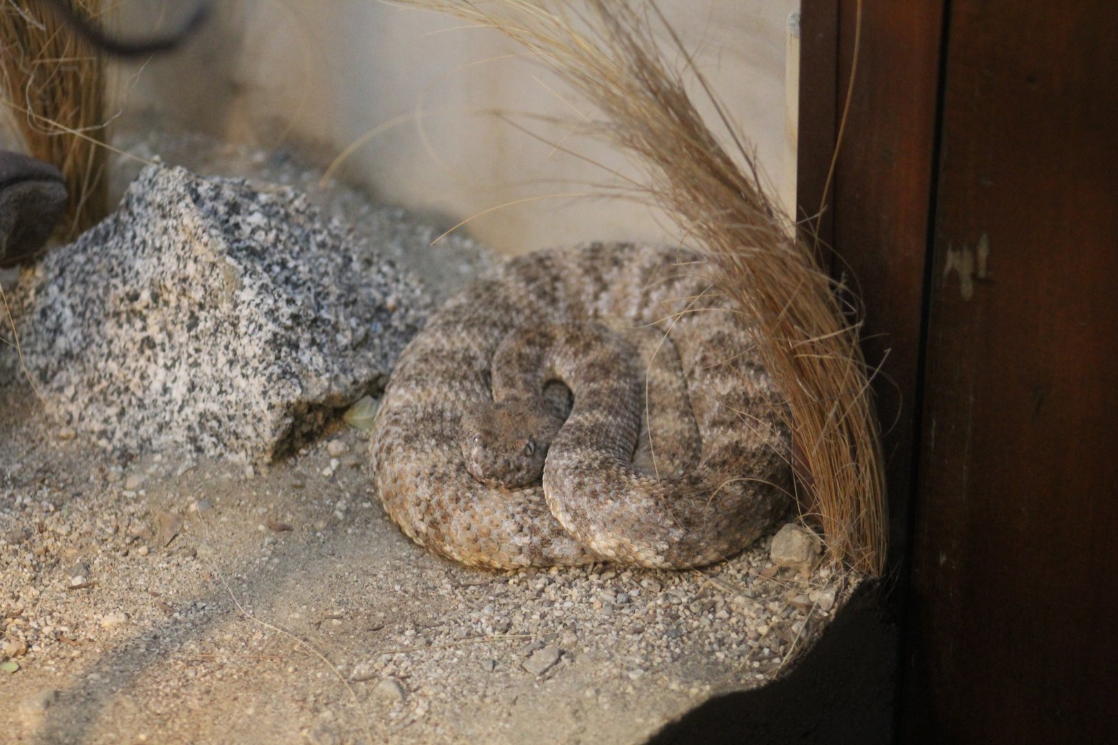 Panamint Rattlesnake