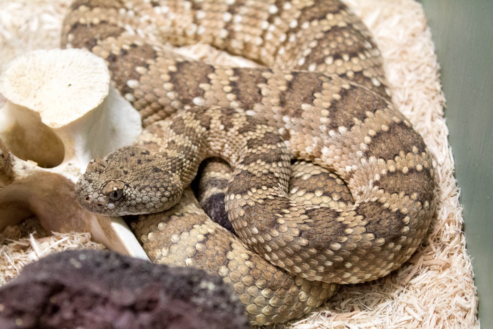 Panamint rattlesnake