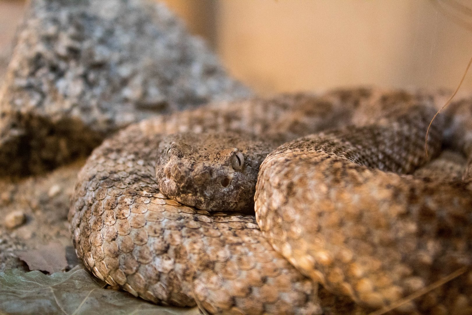 Panamint rattlesnake