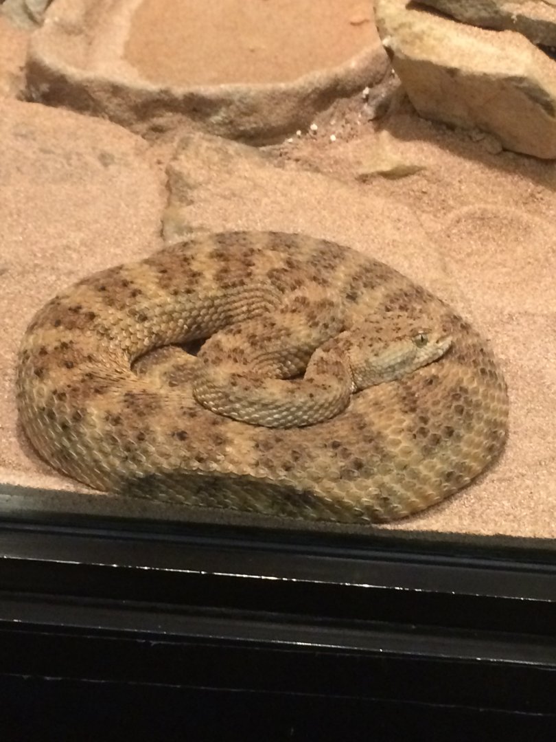 Panamint Rattlesnake