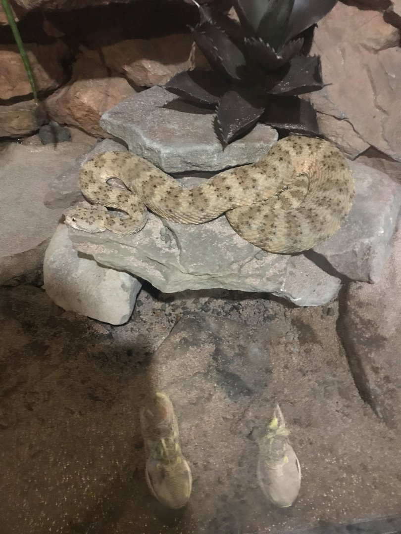 Panamint rattlesnake