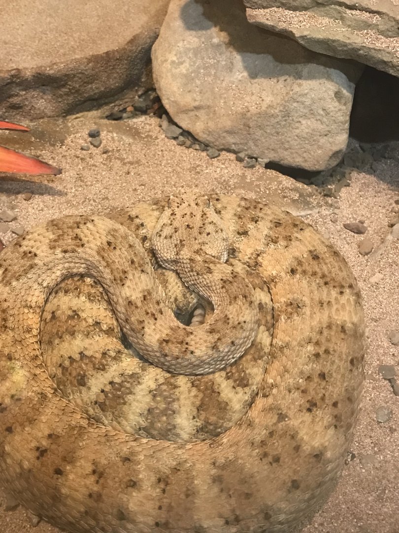 Panamint rattlesnake