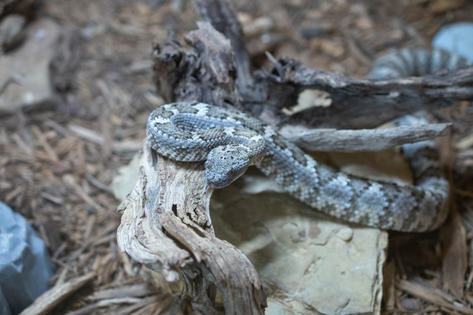 Panamint Speckled Rattlesnake- Crotalus mitchellii stephensi