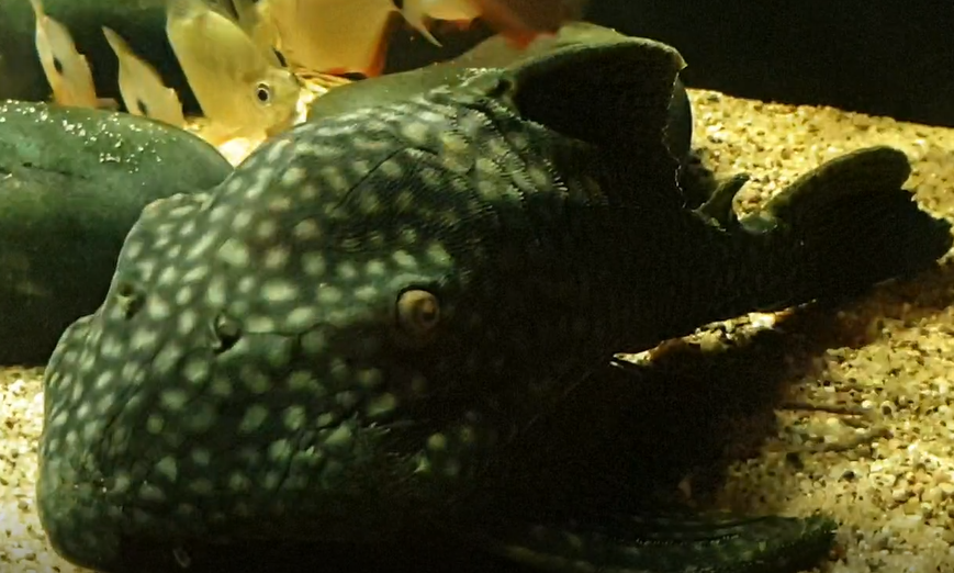 Panaque species ( L330 )